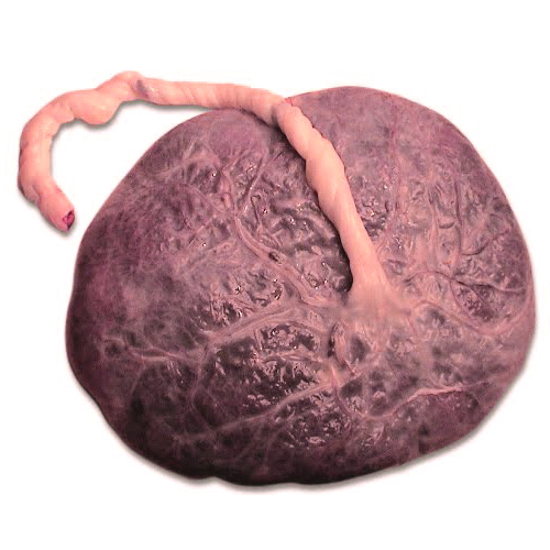 Placenta vient du mot Gâteau en latin