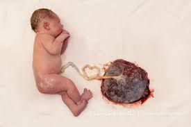 Le placenta : un organe éphémère